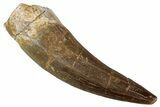 Fossil Plesiosaur (Zarafasaura) Tooth - Morocco #354711-1
